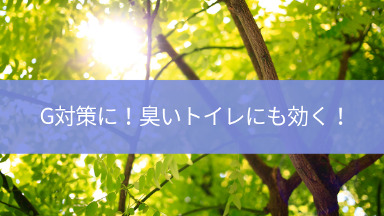 驚きの消臭 防虫効果 クスノキオイルが凄い ボン キュッ ボイン